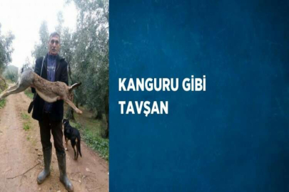 KANGURU GİBİ TAVŞAN