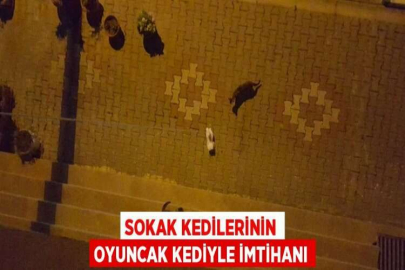 SOKAK KEDİLERİNİN OYUNCAK KEDİYLE İMTİHANI