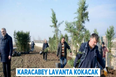 KARACABEY LAVANTA KOKACAK