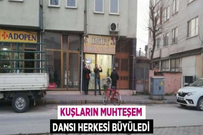 KUŞLARIN MUHTEŞEM DANSI HERKESİ BÜYÜLEDİ