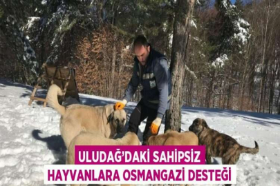 ULUDAĞ’DAKİ SAHİPSİZ HAYVANLARA OSMANGAZİ DESTEĞİ