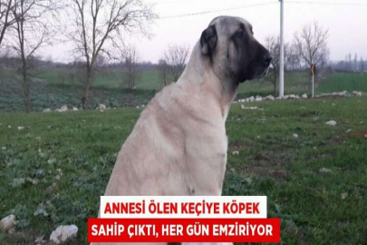 ANNESİ ÖLEN KEÇİYE KÖPEK SAHİP ÇIKTI, HER GÜN EMZİRİYOR