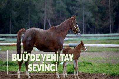 BUÜ’DE YENİ TAY SEVİNCİ