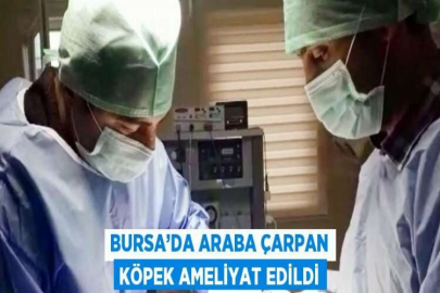 BURSA’DA ARABA ÇARPAN KÖPEK AMELİYAT EDİLDİ