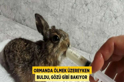 ORMANDA ÖLMEK ÜZEREYKEN BULDU, GÖZÜ GİBİ BAKIYOR