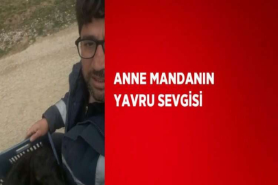 ANNE MANDANIN YAVRU SEVGİSİ