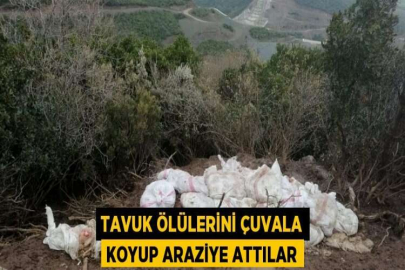 TAVUK ÖLÜLERİNİ ÇUVALA KOYUP ARAZİYE ATTILAR