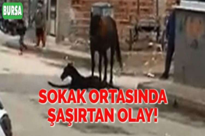 SOKAK ORTASINDA ŞAŞIRTAN OLAY!