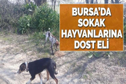 BURSA’DA SOKAK HAYVANLARINA DOST ELİ