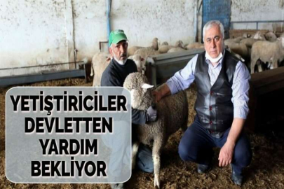 YETİŞTİRİCİLER DEVLETTEN YARDIM BEKLİYOR