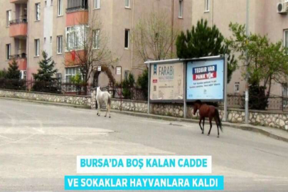 BURSA’DA BOŞ KALAN CADDE VE SOKAKLAR HAYVANLARA KALDI