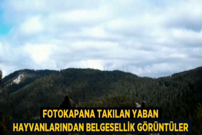 FOTOKAPANA TAKILAN YABAN HAYVANLARINDAN BELGESELLİK GÖRÜNTÜLER