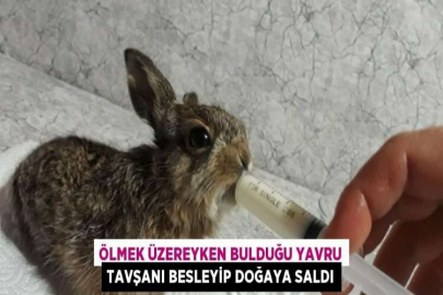 ÖLMEK ÜZEREYKEN BULDUĞU YAVRU TAVŞANI BESLEYİP DOĞAYA SALDI