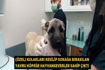 (ÖZEL) KULAKLARI KESİLİP SOKAĞA BIRAKILAN YAVRU KÖPEĞE HAYVANSEVERLER SAHİP ÇIKTI