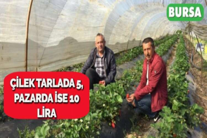 ÇİLEK TARLADA 5, PAZARDA İSE 10 LİRA