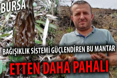 BAĞIŞIKLIK SİSTEMİ GÜÇLENDİREN BU MANTAR ETTEN DAHA PAHALI