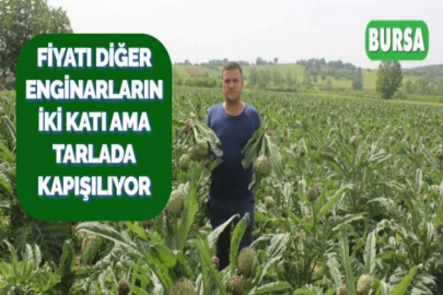 FİYATI DİĞER ENGİNARLARIN İKİ KATI AMA TARLADA KAPIŞILIYOR