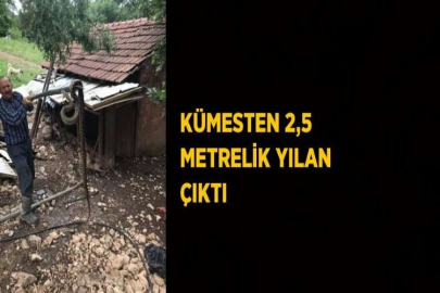 KÜMESTEN 2,5 METRELİK YILAN ÇIKTI