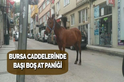 BURSA CADDELERİNDE BAŞI BOŞ AT PANİĞİ