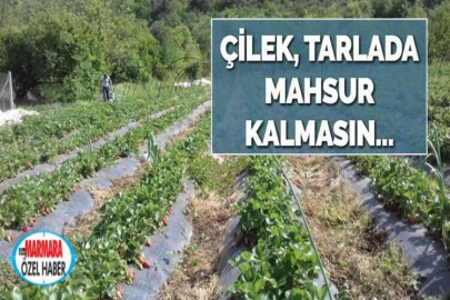 ÇİLEK, TARLADA MAHSUR KALMASIN…