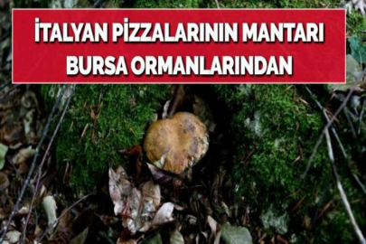 İTALYAN PİZZALARININ MANTARI BURSA ORMANLARINDAN