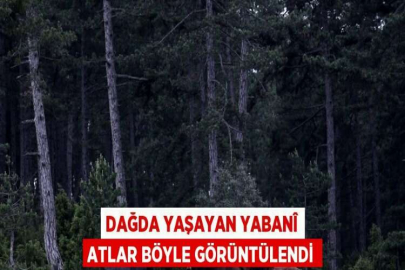 DAĞDA YAŞAYAN YABANÎ ATLAR BÖYLE GÖRÜNTÜLENDİ