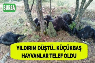 YILDIRIM DÜŞTÜ...KÜÇÜKBAŞ HAYVANLAR TELEF OLDU