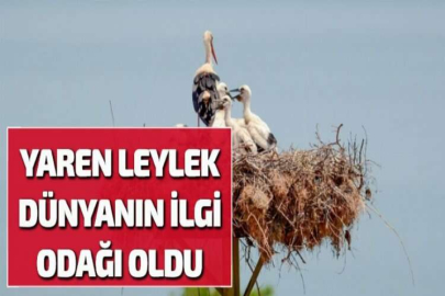 YAREN LEYLEK DÜNYANIN İLGİ ODAĞI OLDU