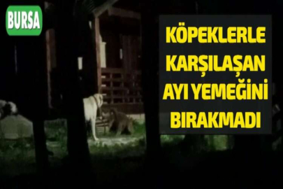 KÖPEKLERLE KARŞILAŞAN AYI YEMEĞİNİ BIRAKMADI