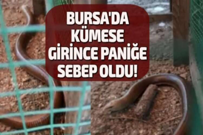 BURSA'DA KÜMESE GİRİNCE PANİĞE SEBEP OLDU!