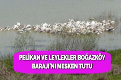 PELİKAN VE LEYLEKLER BOĞAZKÖY BARAJI’NI MESKEN TUTU