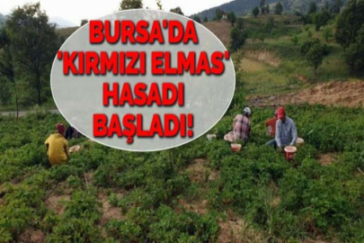 BURSA'DA 'KIRMIZI ELMAS' HASADI BAŞLADI!