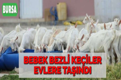 BEBEK BEZLİ KEÇİLER EVLERE TAŞINDI