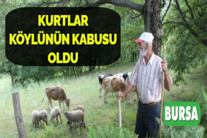 KURTLAR KÖYLÜNÜN KABUSU OLDU