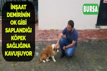 İNŞAAT DEMİRİNİN OK GİBİ SAPLANDIĞI KÖPEK SAĞLIĞINA KAVUŞUYOR