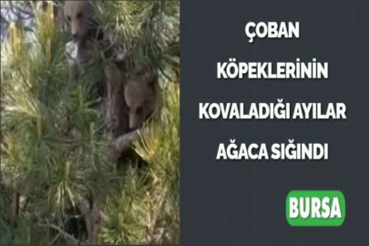 ÇOBAN KÖPEKLERİNİN KOVALADIĞI AYILAR AĞACA SIĞINDI