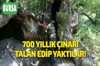 700 YILLIK ÇINARI TALAN EDİP YAKTILAR!