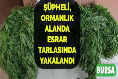 ŞÜPHELİ, ORMANLIK ALANDA ESRAR TARLASINDA YAKALANDI