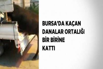 BURSA’DA KAÇAN DANALAR ORTALIĞI BİR BİRİNE KATTI