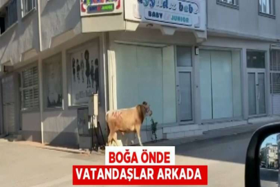 BOĞA ÖNDE VATANDAŞLAR ARKADA