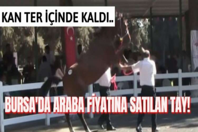 BURSA'DA ARABA FİYATINA SATILAN TAY!