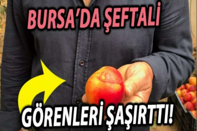 BURSA'DA  ŞEFTALİ ŞAŞIRTTI!