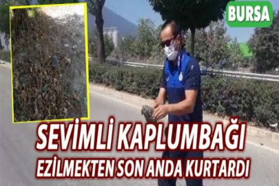 Sevimli kaplumbağı ezilmekten son anda zabıtalar kurtardı