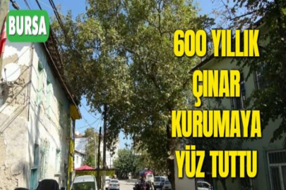 600 YILLIK ÇINAR KURUMAYA YÜZ TUTTU