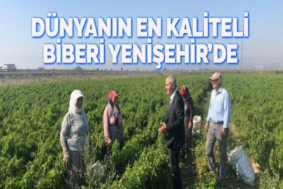 DÜNYANIN EN KALİTELİ BİBERİ YENİŞEHİR’DE