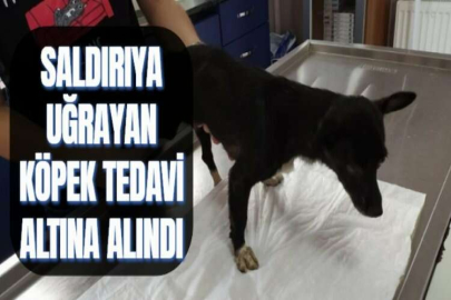 SALDIRIYA UĞRAYAN KÖPEK TEDAVİ ALTINA ALINDI