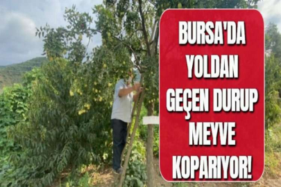 BURSA'DA YOLDAN GEÇEN DURUP MEYVE KOPARIYOR!