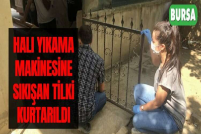 HALI YIKAMA MAKİNESİNE SIKIŞAN TİLKİ KURTARILDI