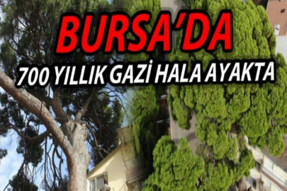 İngilizlerin topla yıkamadığı 700 yaşındaki tek kollu gazi hâlâ ayakta