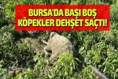 BURSA'DA BAŞI BOŞ KÖPEKLER DEHŞET SAÇTI!